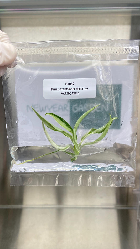 Philodendron Tortum Albo Variegated Tissue Culture (1 item/bag)