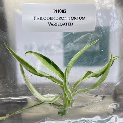 Philodendron Tortum Albo Variegated Tissue Culture (1 item/bag)