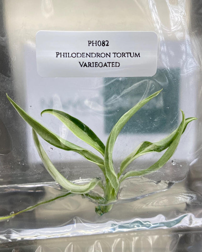 Philodendron Tortum Albo Variegated Tissue Culture (1 item/bag)