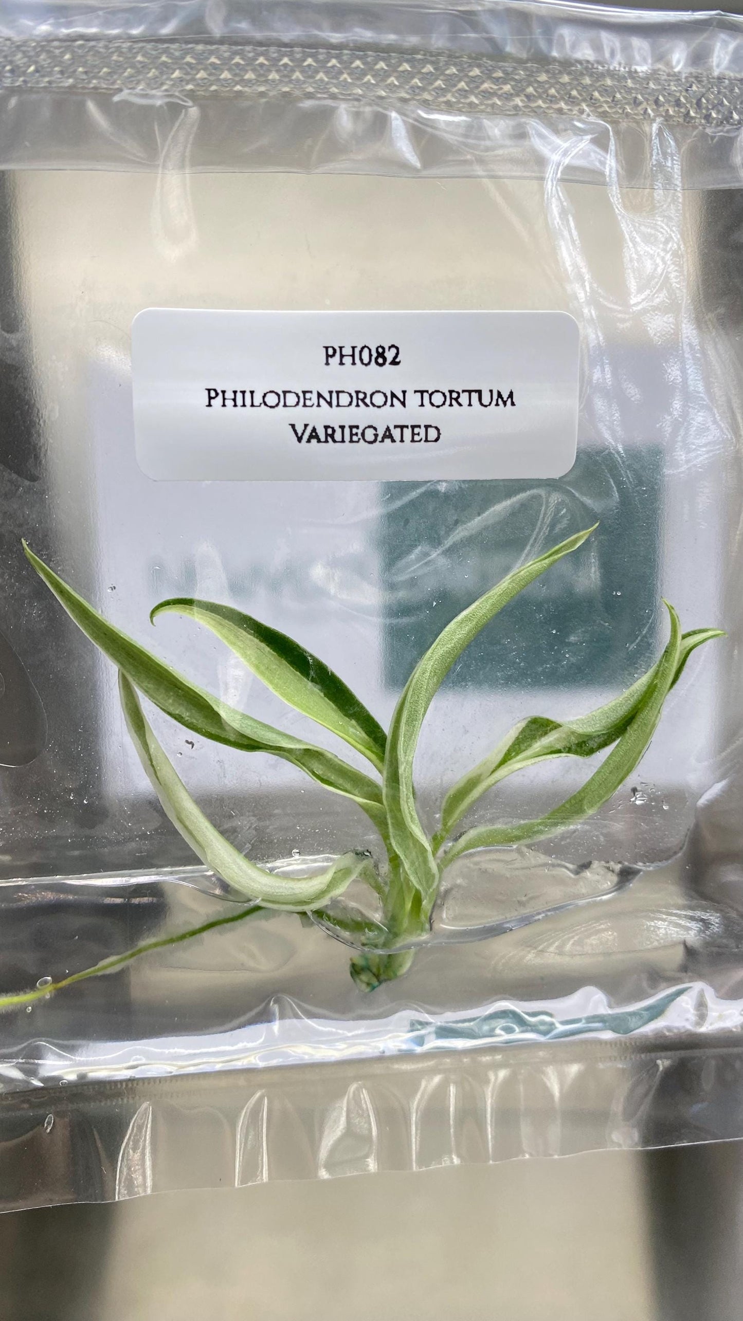 Philodendron Tortum Albo Variegated Tissue Culture (1 item/bag)