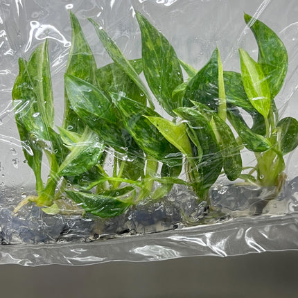 Philodendron Jose Buono Variegated Tissue Culture (5 items/bag)