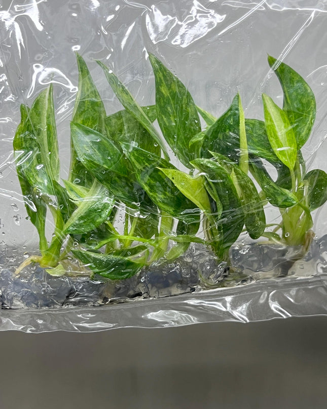 Philodendron Jose Buono Variegated Tissue Culture (5 items/bag)