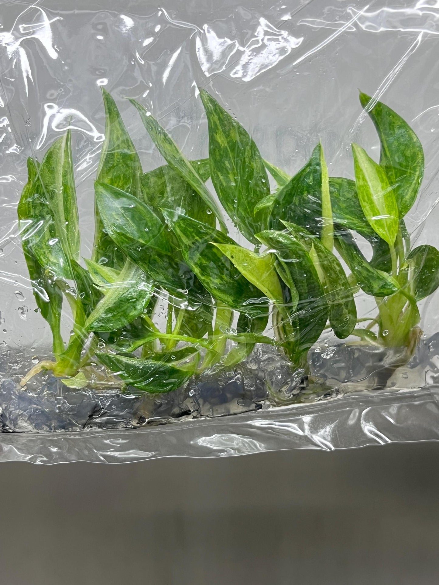 Philodendron Jose Buono Variegated Tissue Culture (5 items/bag)