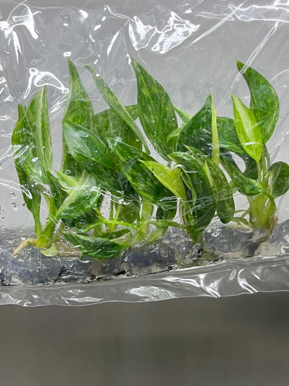Philodendron Jose Buono Variegated Tissue Culture (5 items/bag)