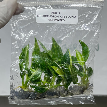 Philodendron Jose Buono Variegated Tissue Culture (5 items/bag)