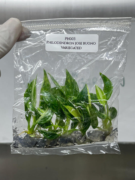 Philodendron Jose Buono Variegated Tissue Culture (5 items/bag)