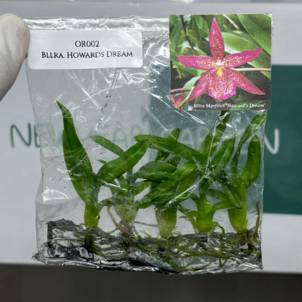 Beallara Howards Dream Tissue Culture (5 items/bag)