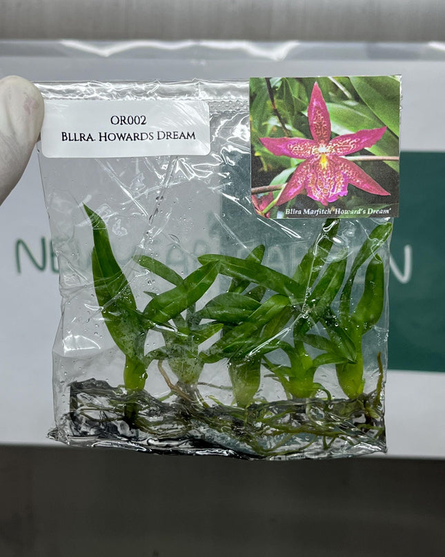 Beallara Howards Dream Tissue Culture (5 items/bag)