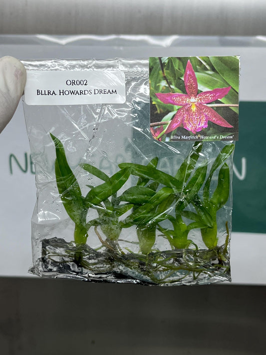 Beallara Howards Dream Tissue Culture (5 items/bag)