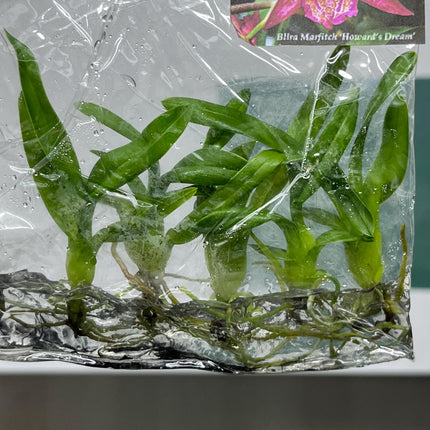 Beallara Howards Dream Tissue Culture (5 items/bag)