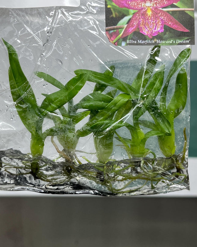 Beallara Howards Dream Tissue Culture (5 items/bag)