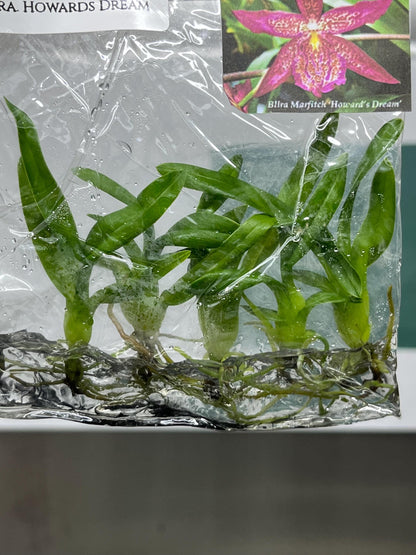 Beallara Howards Dream Tissue Culture (5 items/bag)