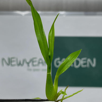 Oncidium (Yellow Color) Tissue Culture (5 items/bag)