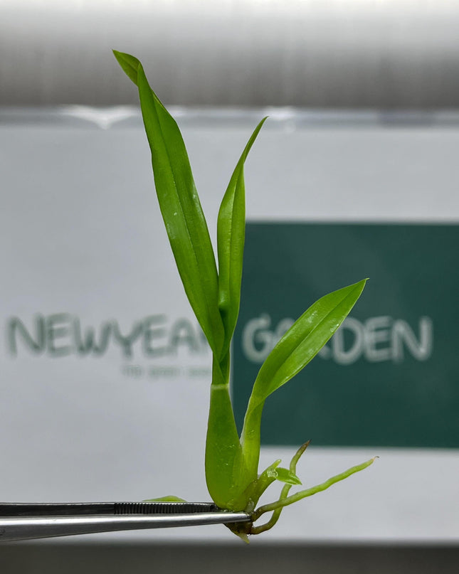 Oncidium (Yellow Color) Tissue Culture (5 items/bag)