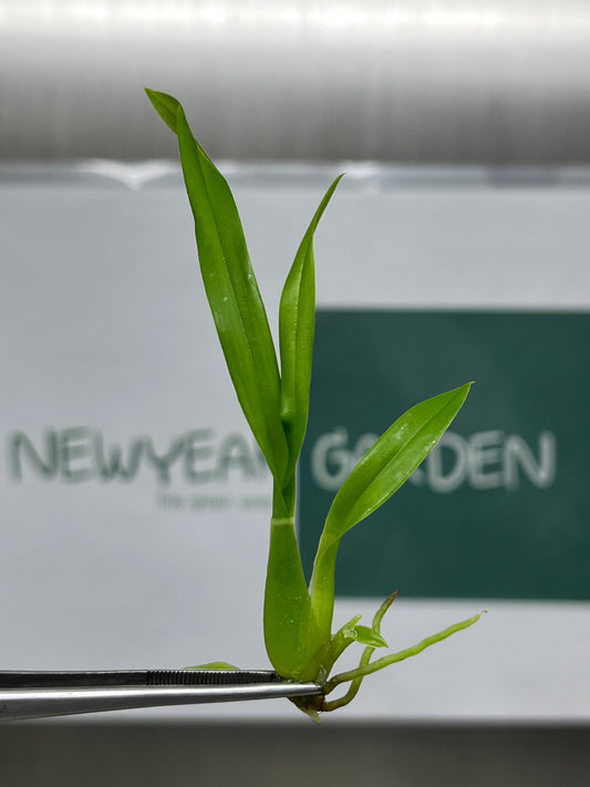 Oncidium (Yellow Color) Tissue Culture (5 items/bag)