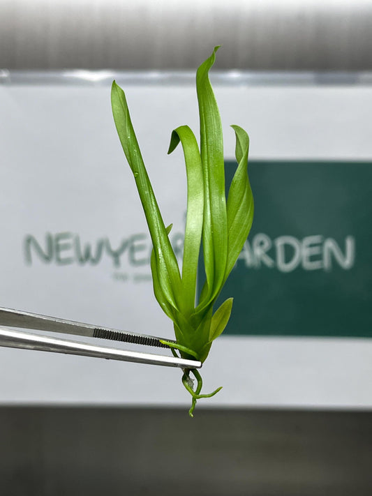 Odontonia Memoria Matin Orenstein (LuLu) Tissue Culture (5 items/bag)