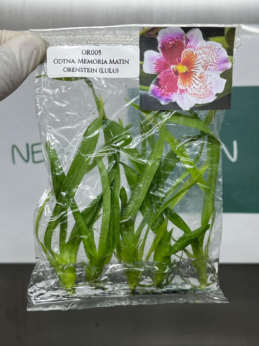 Odontonia Memoria Matin Orenstein (LuLu) Tissue Culture (5 items/bag)