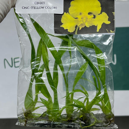 Oncidium (Yellow Color) Tissue Culture (5 items/bag)