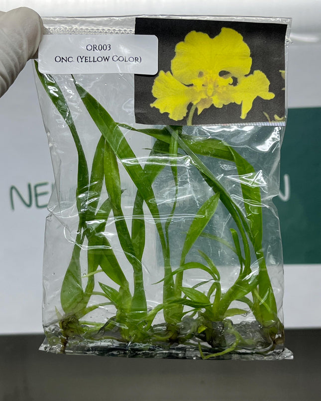 Oncidium (Yellow Color) Tissue Culture (5 items/bag)
