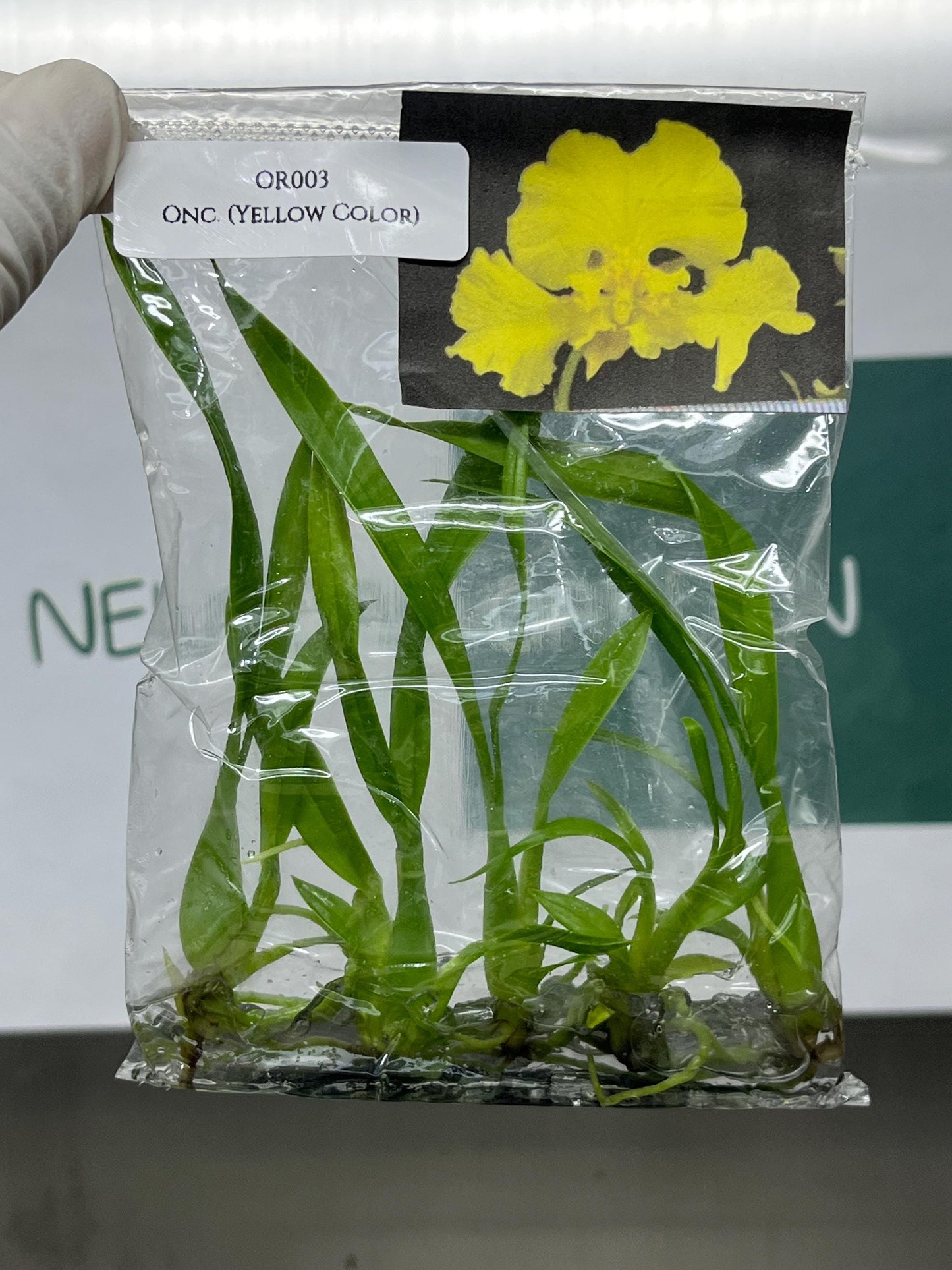 Oncidium (Yellow Color) Tissue Culture (5 items/bag)
