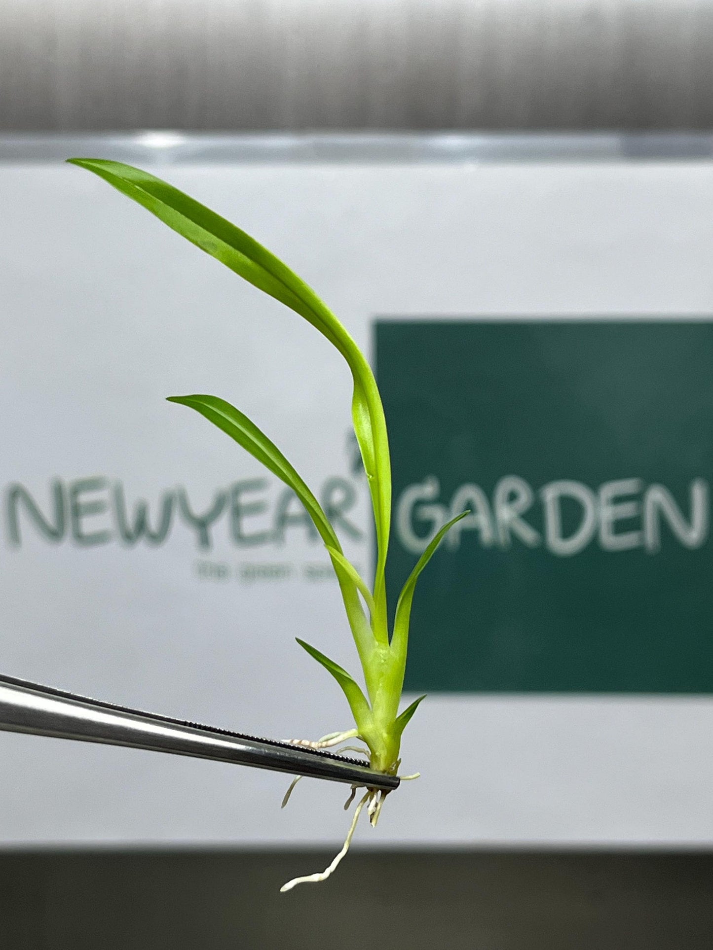 Oncidium Twinkle Yellow Tissue Culture (5 items/bag)