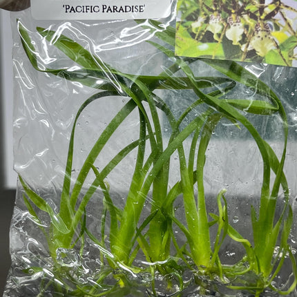 Miltassia Kawai's Choice 'Pacific Paradise' Tissue Culture (5 items/bag)