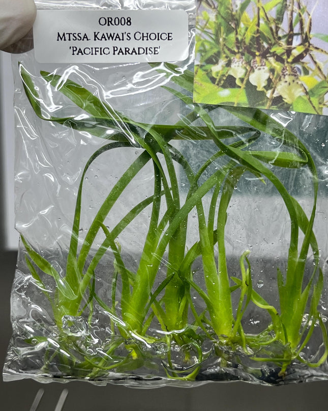 Miltassia Kawai's Choice 'Pacific Paradise' Tissue Culture (5 items/bag)