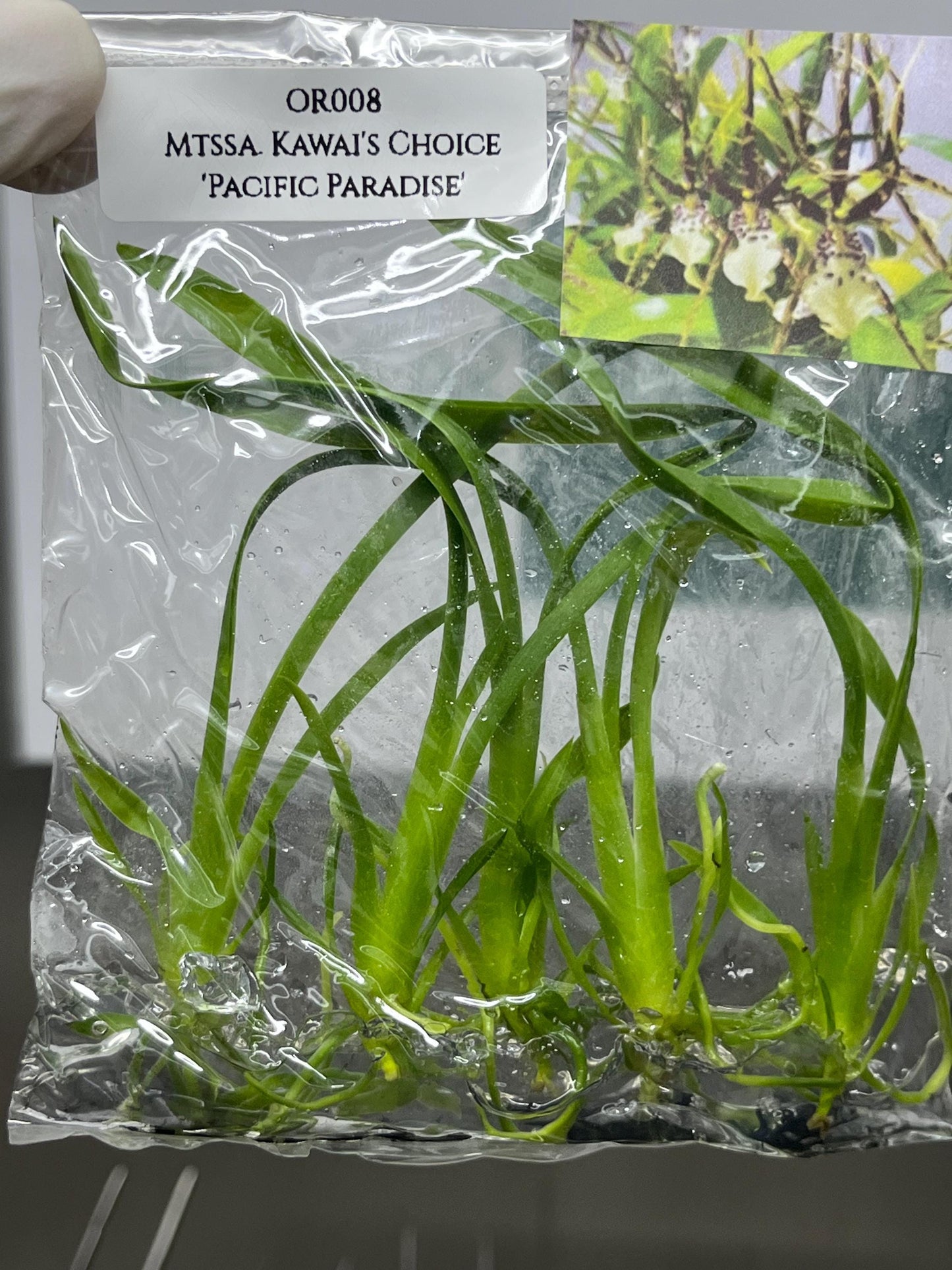 Miltassia Kawai's Choice 'Pacific Paradise' Tissue Culture (5 items/bag)