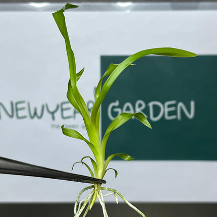 Odontonia Golden Afternoon Tissue Culture (5 items/bag)