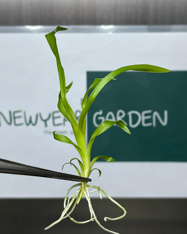 Odontonia Golden Afternoon Tissue Culture (5 items/bag)