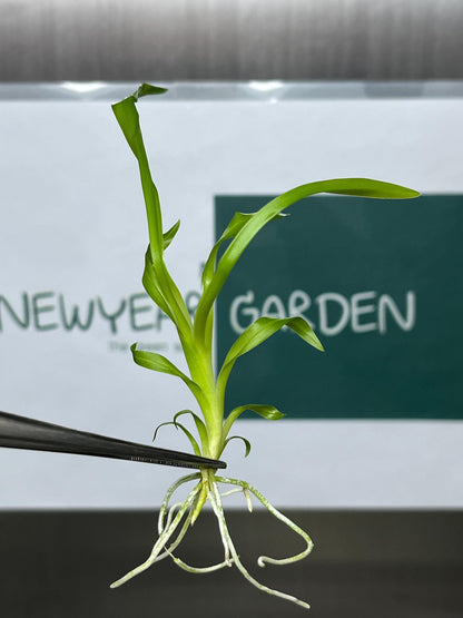 Odontonia Golden Afternoon Tissue Culture (5 items/bag)