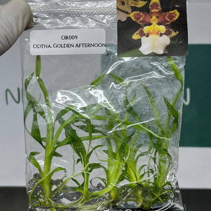 Odontonia Golden Afternoon Tissue Culture (5 items/bag)