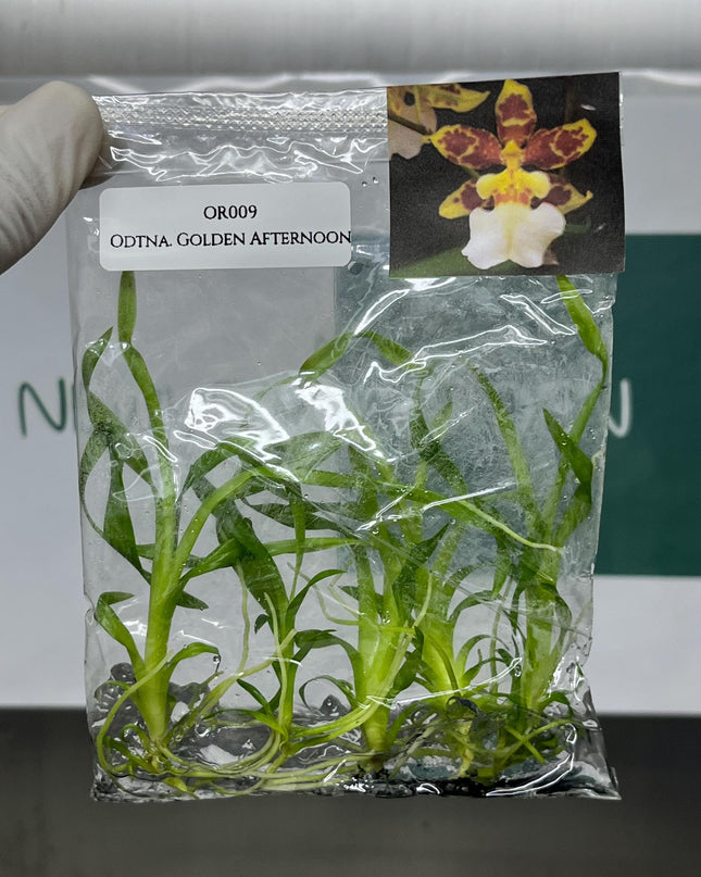 Odontonia Golden Afternoon Tissue Culture (5 items/bag)