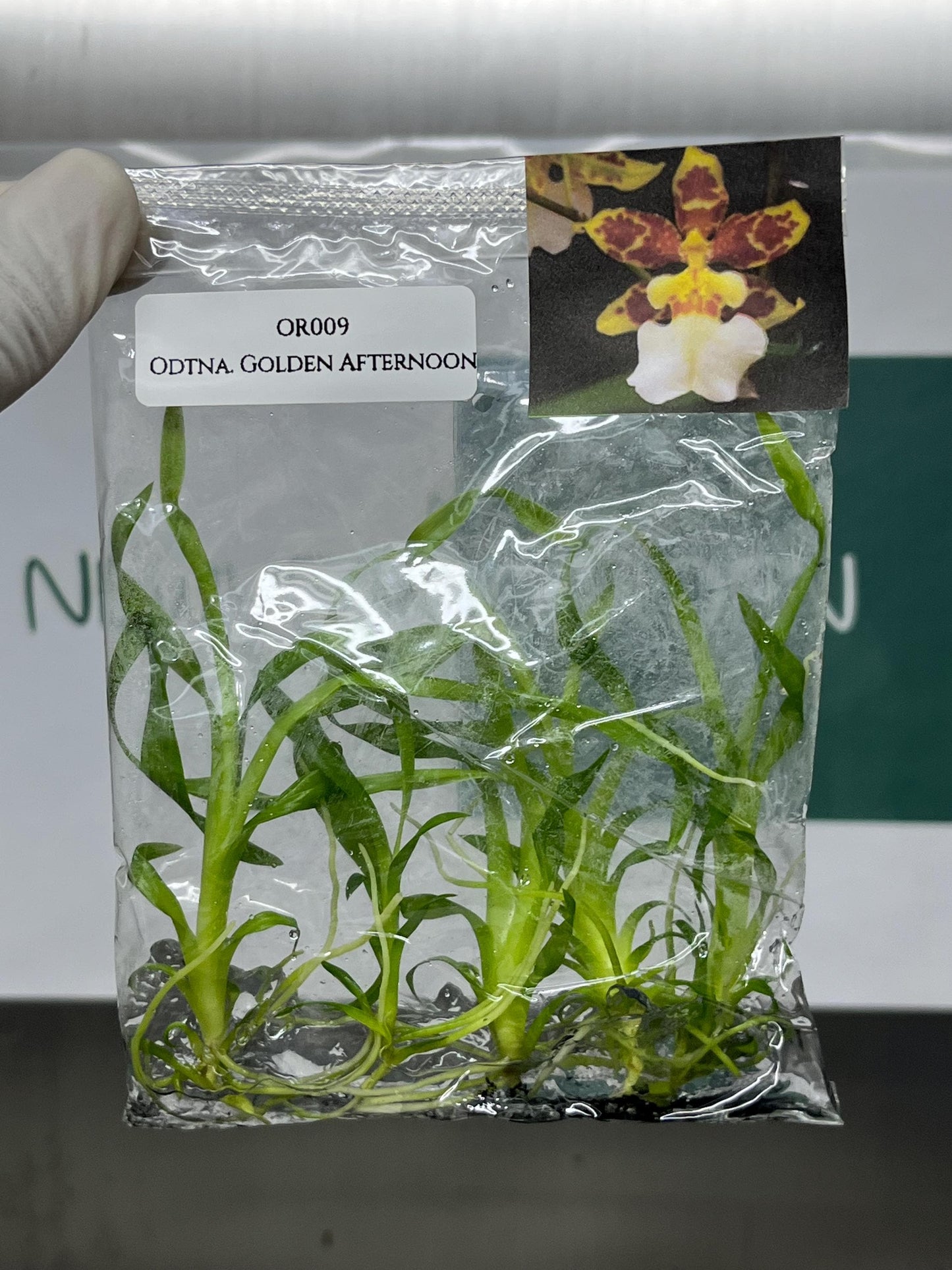 Odontonia Golden Afternoon Tissue Culture (5 items/bag)