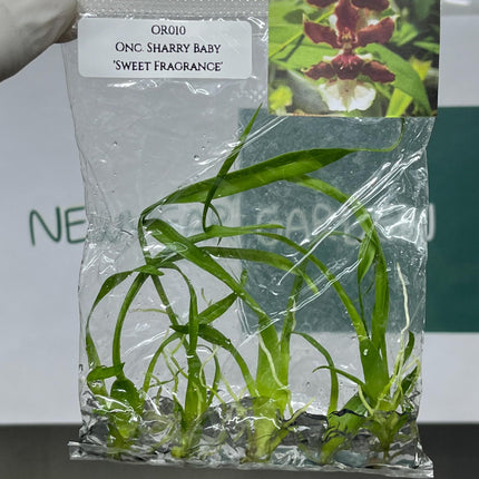 Oncidium Sharry Baby 'Sweet Fragrance' Tissue Culture (5 items/bag)