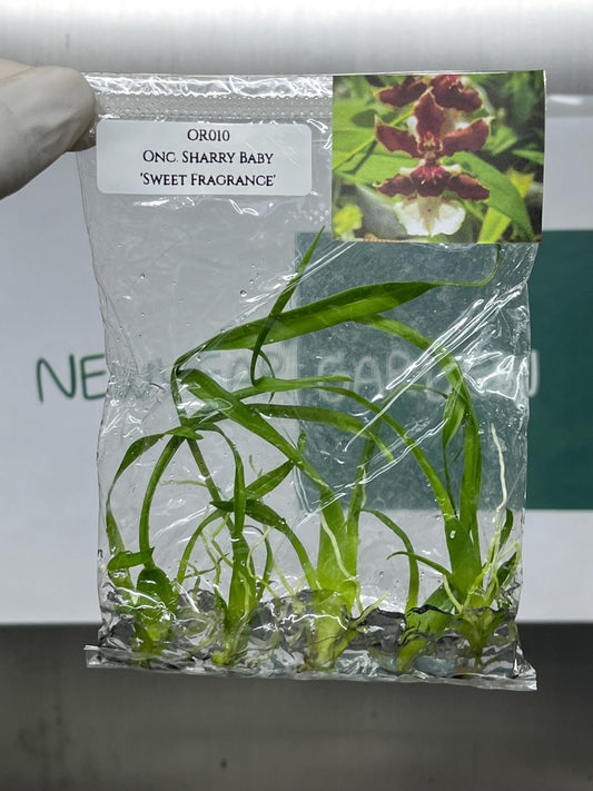 Oncidium Sharry Baby 'Sweet Fragrance' Tissue Culture (5 items/bag)