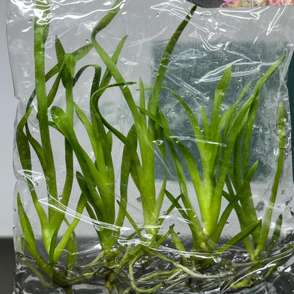 Dendrobium Habibi 'Pacific Pleasures' Tissue Culture (5 items/bag)