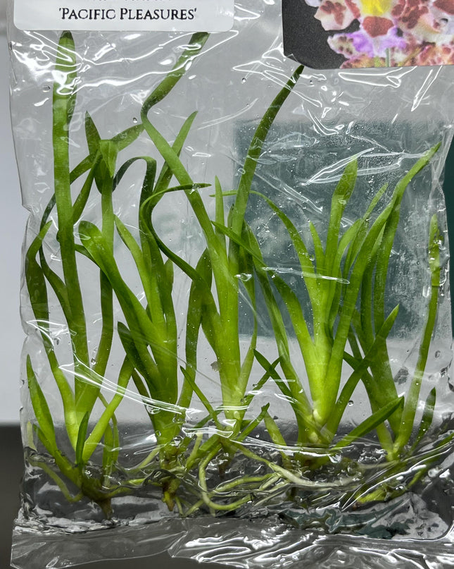 Dendrobium Habibi 'Pacific Pleasures' Tissue Culture (5 items/bag)