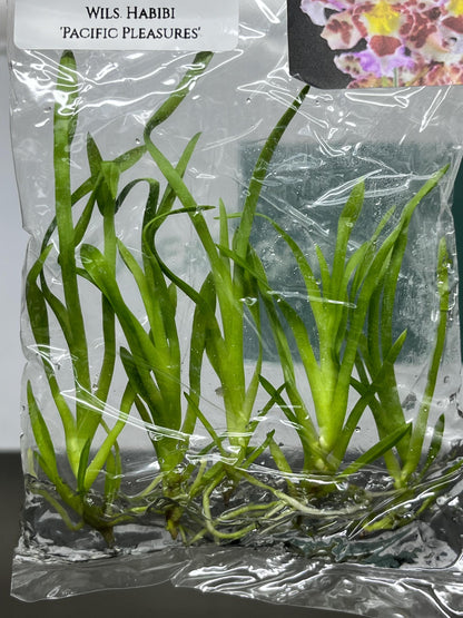 Dendrobium Habibi 'Pacific Pleasures' Tissue Culture (5 items/bag)
