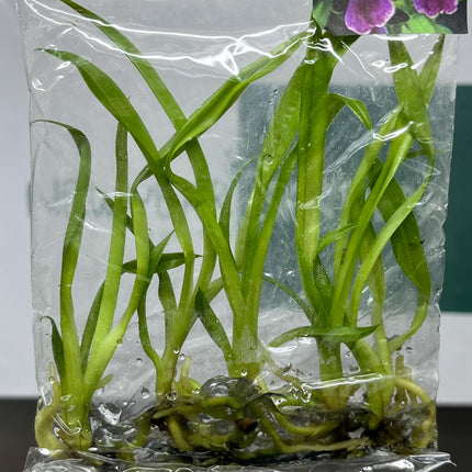 Zygopetalum (O-97) Tissue Culture (5 items/bag)