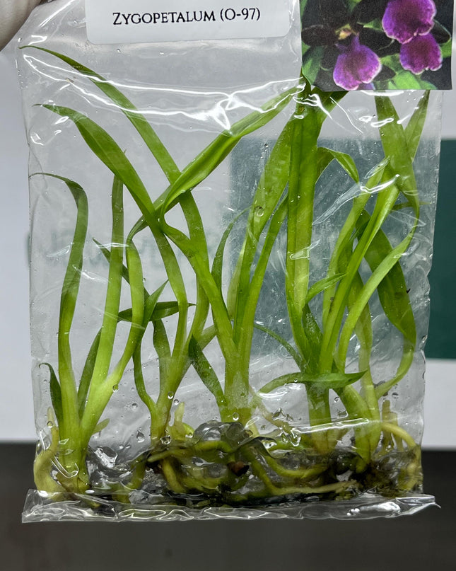 Zygopetalum (O-97) Tissue Culture (5 items/bag)