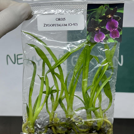 Zygopetalum (O-97) Tissue Culture (5 items/bag)