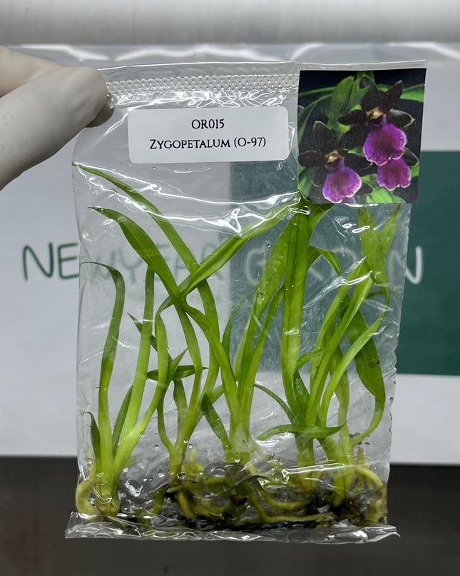 Zygopetalum (O-97) Tissue Culture (5 items/bag)