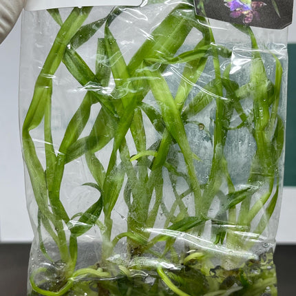 Zygopetalum (O-101) Tissue Culture (5 items/bag)