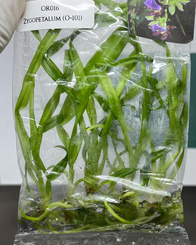 Zygopetalum (O-101) Tissue Culture (5 items/bag)