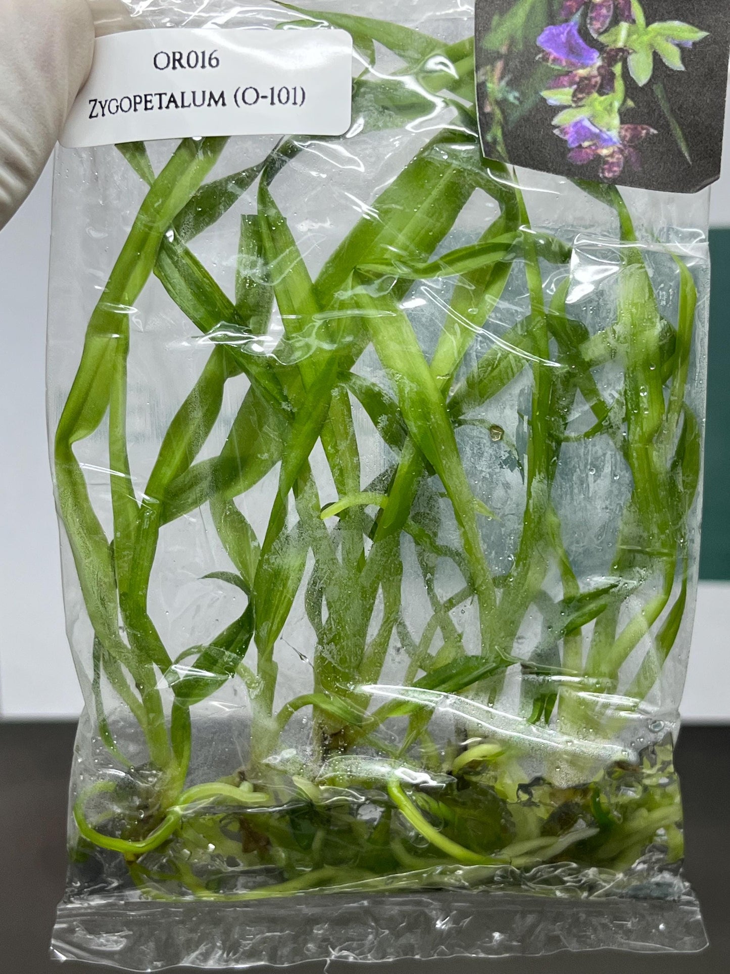 Zygopetalum (O-101) Tissue Culture (5 items/bag)