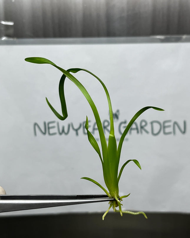 Wilsonara Tissue Culture (5 items/bag)