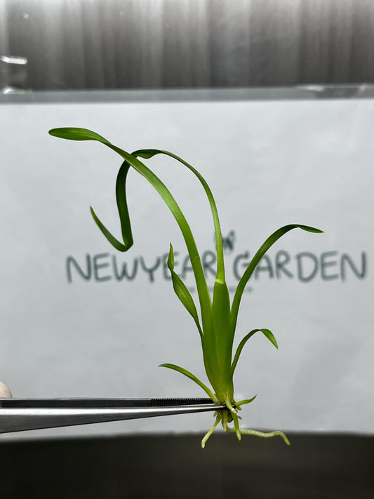 Wilsonara Tissue Culture (5 items/bag)