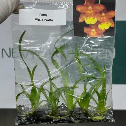 Wilsonara Tissue Culture (5 items/bag)