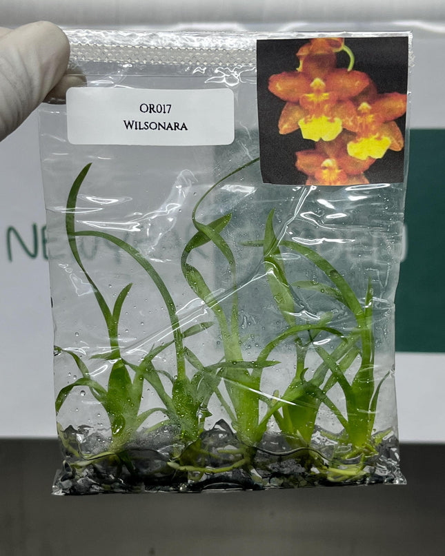 Wilsonara Tissue Culture (5 items/bag)